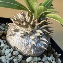 極上】デンシカウレ 恵比寿大黒 プレステラ75 活着株 速達 グラキリス