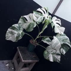 斑入りモンステラ ホワイトタイガー極美大株64cm白斑多 - メルカリ