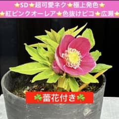 3549☘️蕾花付☘️SD⭐️超可愛ネク⭐️極上発色⭐️紅ピンクオーレア