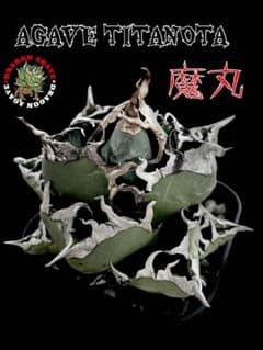 アガベ☆変種アメリカーナ『闇夜烏』 | Shop at Mercari from Japan