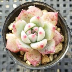 C*o様 中里リンゼアナ実生（カキコ）札なし - メルカリ