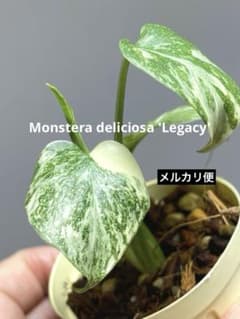 m*r様 【極斑タイプ✨】モンステラ デリシオーサ レガシー 斑入り 希少