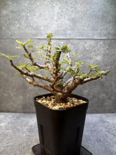 センナ メリディオナリス 海外実生 発根済み 431 - メルカリ