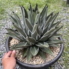 アガベ 笹吹雪 子株 多肉 観葉植物 サボテン チタノタ ドライガーデン