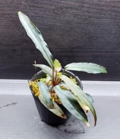 ホマロメナ sp mamasa rednarrow Sulawesi カミハタ便 - メルカリ