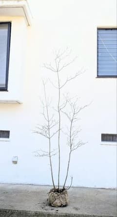 秀逸。山採りドウダンツツジ。 - メルカリ