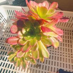 水墨画 多肉植物 法師錦 アエオニウム 2苗抜き苗 希少 高級苗 - メルカリ