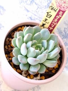 白玉美尼 札付きポットごとメルカリ便おらいさん苗ミックスベリア