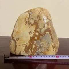 最高級鑑賞石】菊花石 20cm 紋石 水石 盆石 根尾谷 天然石 置物 - メルカリ