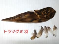 トラツグミの翼標本 希少 日本の野鳥 鳥の羽 - メルカリ