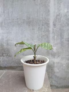 ドラセナ ゴルディアナ 鉢 - メルカリ