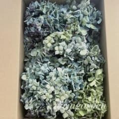 北海道産 秋色紫陽花 あじさいドライフラワー U⑧ 60サイズ発送 訳あり