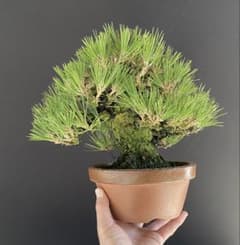 白木盆栽園 小品盆栽 黒松 樹高21センチ 黒松赤松五葉松真柏雑木趣味