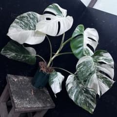 ば*ん様 斑入りモンステラ ホワイトタイガー極美大株51cm白斑多 - メルカリ