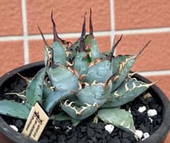 m76723534603_1.jpg?1749903196