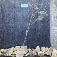 山採り アセビ 馬酔木 約180センチ - メルカリ