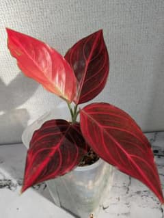 M*L様 アグラオネマ・カーンマック・ラチャ・スーパー・レッド - メルカリ