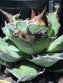 アガベ オテロイ トリケラトプス 白犀牛 中子株 - メルカリ