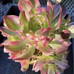 新入荷 超レア新品種 アエオニウム アクアマン(ブーケ群生) 法師錦 (大