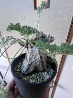 現地株国内管理5年】冬型 ペラルゴニウム トリステ 発根済み 大株