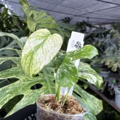 TM1モンステラ デリシオーサ ミント斑入り 2寸ポリポット ネコポス発送