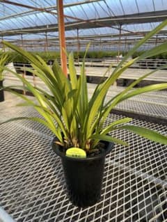 R8年キンリョウヘン花芽7本#2 - メルカリ