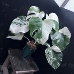 斑入りモンステラ ホワイトタイガー極美大株52cm白斑多 - メルカリ