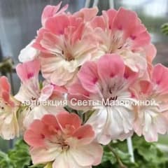 希少品種ゼラニウム レア品種ゼラニウム 超珍しいゼラニウム Tamara01