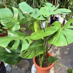 特級品】モンステラ デリシオーサ 幹上がり 9寸 特大極上苗 鉢付き