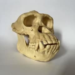 m88124719622_1.jpg?1695785124