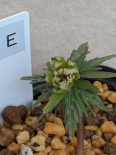 E.セツブンソウ 細多弁花 1花 - メルカリ