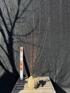 桂（カツラ）植木 庭木 【品番3538】 - メルカリ