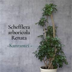 シェフレラ レナータ♪ 太幹 117cm ボリューム感あるフォルム♪ - メルカリ