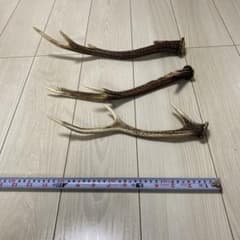鹿の角 3本セット 日本鹿 出品禁止品に該当しません - メルカリ