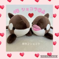 須磨シーワールド シャチ オルカくじ 新色 ショコラデュオカラー 4等