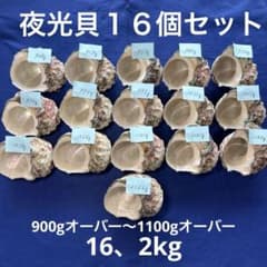 夜光貝 ヤコウ貝 まとめ売り 16個 16、2kg アクセサリー ルアー - メルカリ