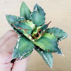 稀少】2 老白鯨錦 黄覆輪斑 ソーラーエクリプス TC株 アガベ チタノタ