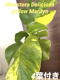 超希少】モンステラ デリシオーサ イエローマリリン 4葉付き大株 発根