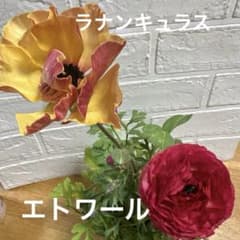 現品】Gレア♡ラナンキュラス♡エトワール♡花苗うえた♡3.5号