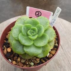 多肉植物 リリーパッド アエオニウム属 抜き苗② - メルカリ