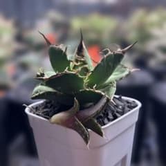 オテロイ実生の子株のオークションです。 - メルカリ