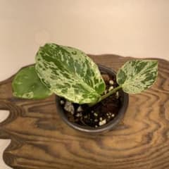 a 20品種保証！斑入り保証！Bulbasaurモンステラ バルバソーフシギダネ