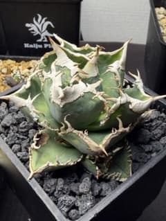 アガベ 大白鯊 ホオジロザメ 子株2つ付き - メルカリ