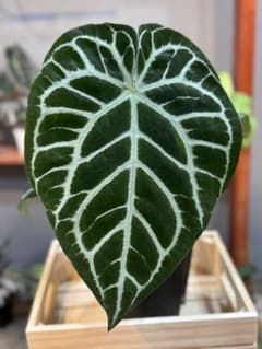 アンスリウム原種 クリスタリナム サウスアメリカ ダークフォーム 大株