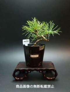 NGY7220 五葉松 那須五葉松 松 苗 盆栽 盆栽素材 - メルカリ