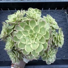 m93335651866_1.jpg?1728307728