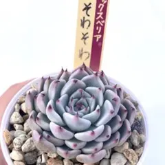 2026年最新】おらいさん苗 そわそわの人気アイテム - メルカリ