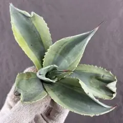 2026年最新】アガベオバティフォリアの人気アイテム - メルカリ