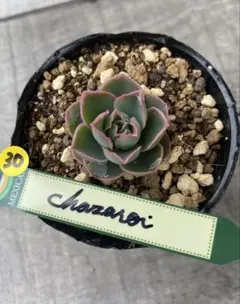 2026年最新】チャザロイの人気アイテム - メルカリ