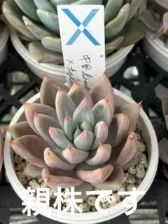 2026年最新】中里リンゼアナ 札の人気アイテム - メルカリ